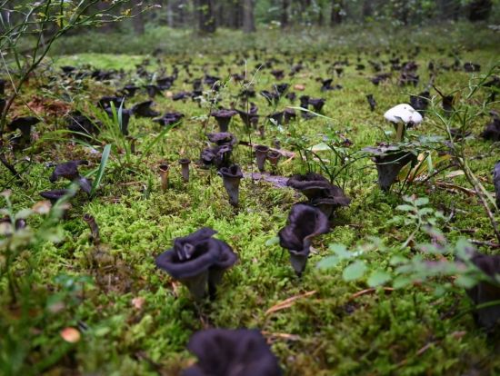 Черный вороночник гриб (56 фото)