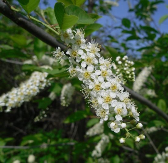 Белая черемуха ягоды (55 фото)