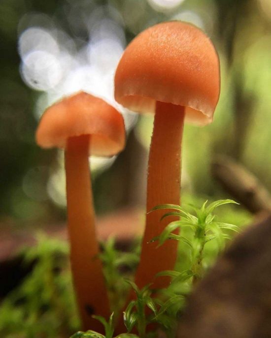 Симметричный гриб (46 фото)
