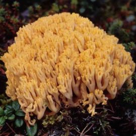 Коралловый рогатик гриб (54 фото)