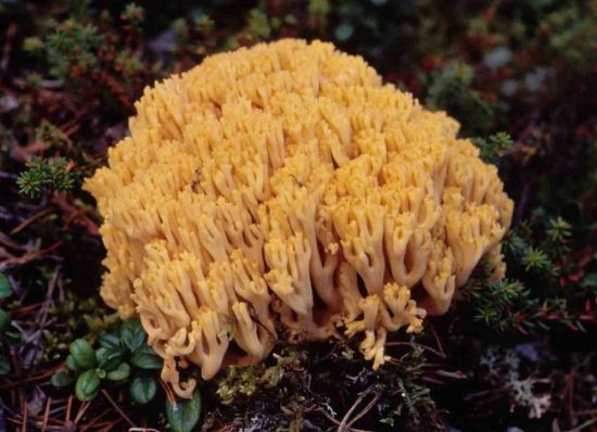 Коралловый рогатик гриб (54 фото)