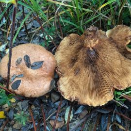 Дунька гриб свинушка (52 фото)