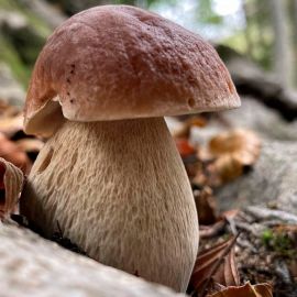 Белый гриб в башкирии (55 фото)