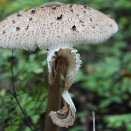 Зонтик моргана гриб (48 фото)