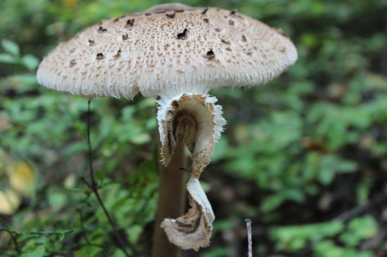 Зонтик моргана гриб (48 фото)