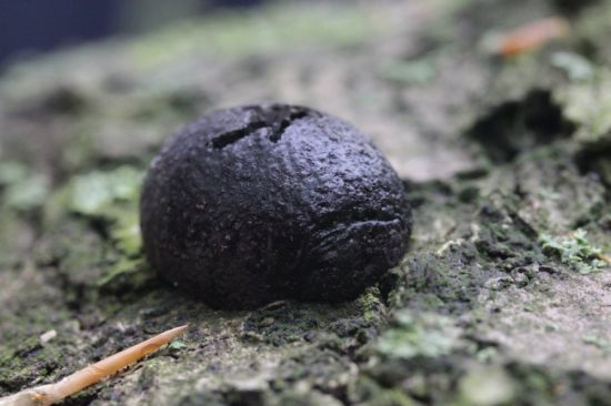 Маленький черный гриб (51 фото)