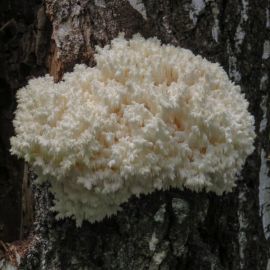Красный древесный гриб (55 фото)