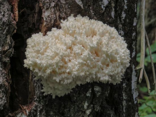 Красный древесный гриб (55 фото)