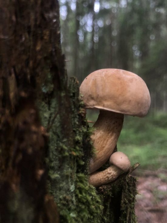 Сидики грибы (47 фото)