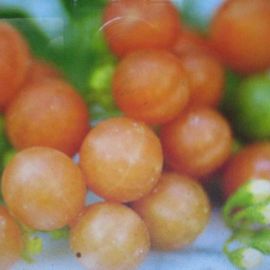 Ягоды оранжевого цвета (54 фото)