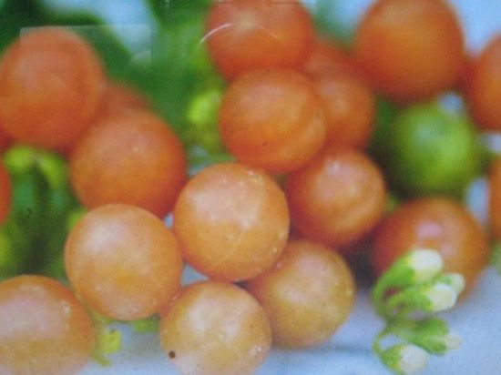 Ягоды оранжевого цвета (54 фото)