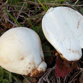 Длинный гриб белого цвета (51 фото)