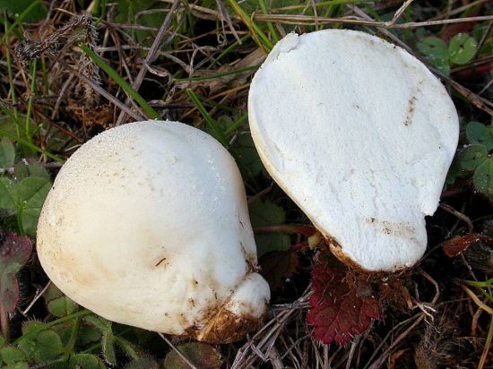 Длинный гриб белого цвета (51 фото)