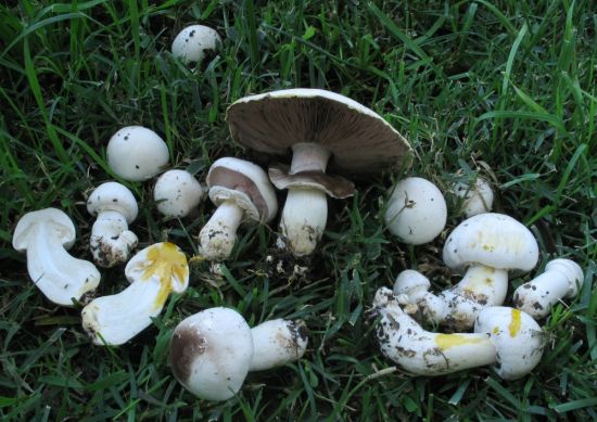 Шампиньон желтокожий грибы (54 фото)