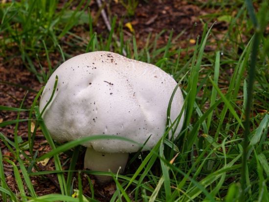 Большие грибы белого цвета (48 фото)