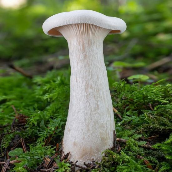 Говорушка пахучая гриб (44 фото)