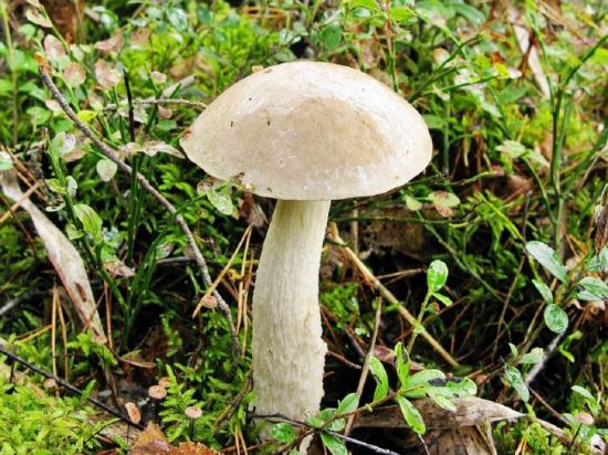 Серый гриб подберезовик (52 фото)