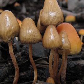Пселоцевидные грибы (44 фото)