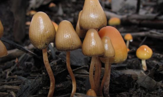 Пселоцевидные грибы (44 фото)