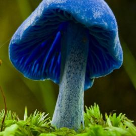 Строфария небесно синяя гриб (52 фото)