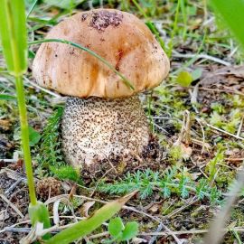 Белые грибы в красновишерске (54 фото)