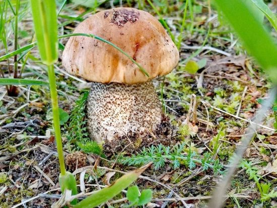 Белые грибы в красновишерске (54 фото)