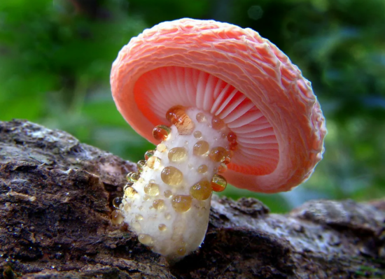 Канадский гриб (53 фото)