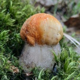 Июньские грибы (56 фото)