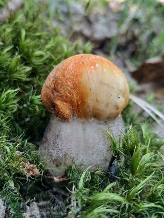 Июньские грибы (56 фото)