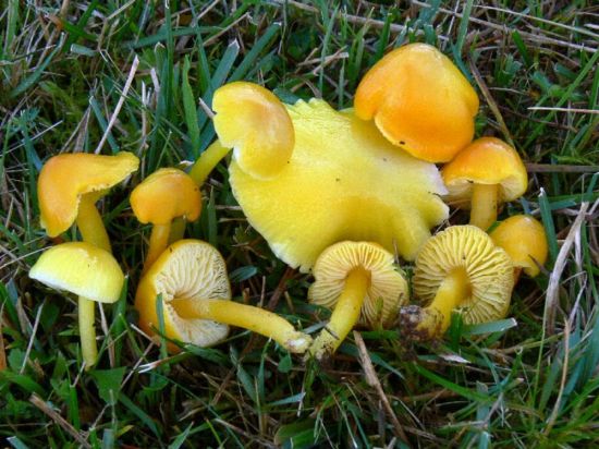 Песочники желтые грибы (38 фото)