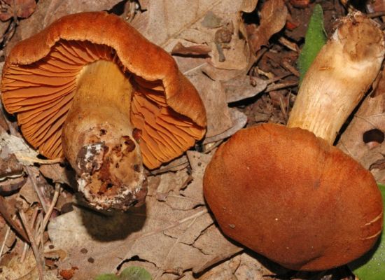 Ярко рыжие грибы (52 фото)