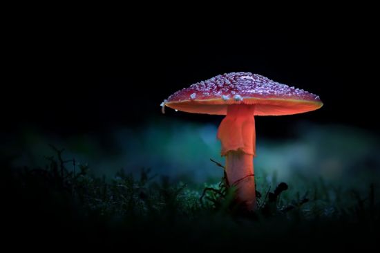Ночные грибы (51 фото)