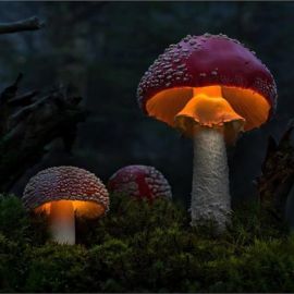 Мудрый гриб (51 фото)