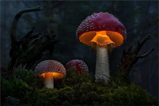 Мудрый гриб (51 фото)