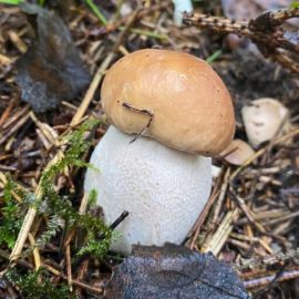 Чаудинский гриб (53 фото)
