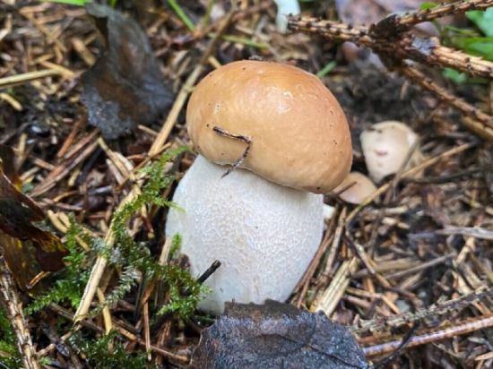 Чаудинский гриб (53 фото)