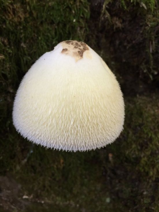 Белый мохнатый гриб (48 фото)