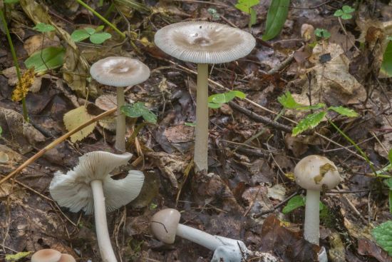 Газовые грибы (52 фото)