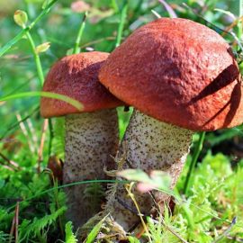Большой подосиновик гриб (52 фото)
