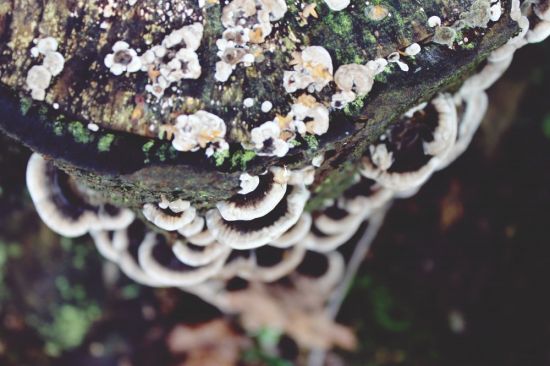 Дереворазрушающие грибы (43 фото)