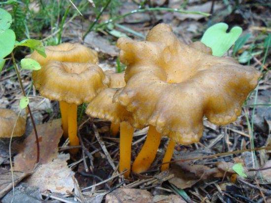 Трубчатая лисичка гриб (53 фото)