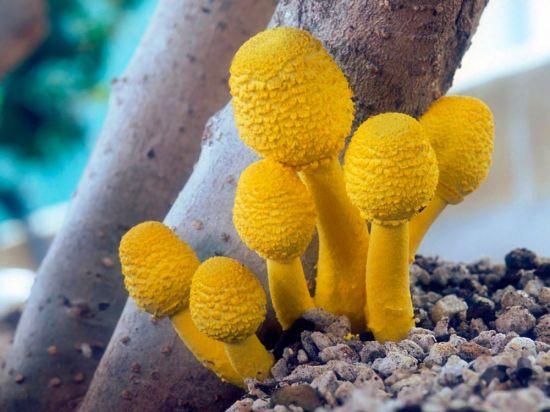 Большой желтый гриб (48 фото)