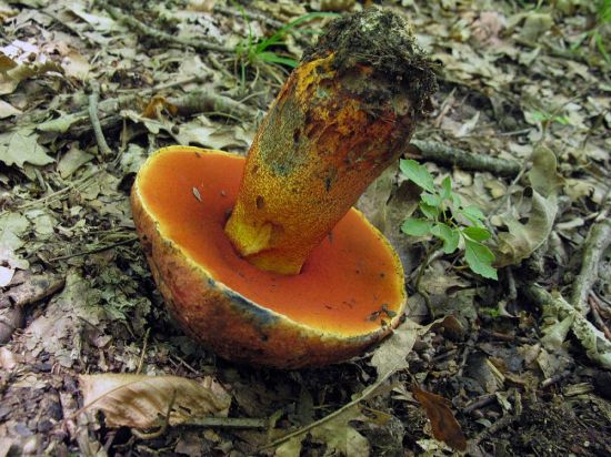 Оранжевый трубчатый гриб (48 фото)