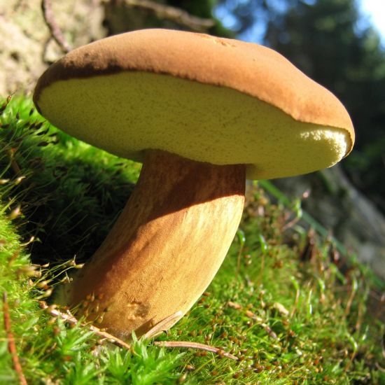 Трубчатый гриб моховик (48 фото)