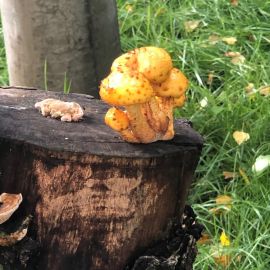 Желтые грибы на пне (36 фото)