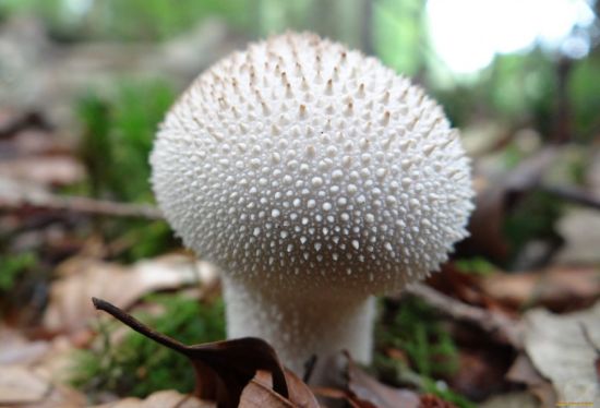 Дождевик ежовый гриб (50 фото)