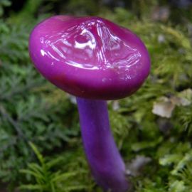 Зонтик фиолетовый гриб (51 фото)