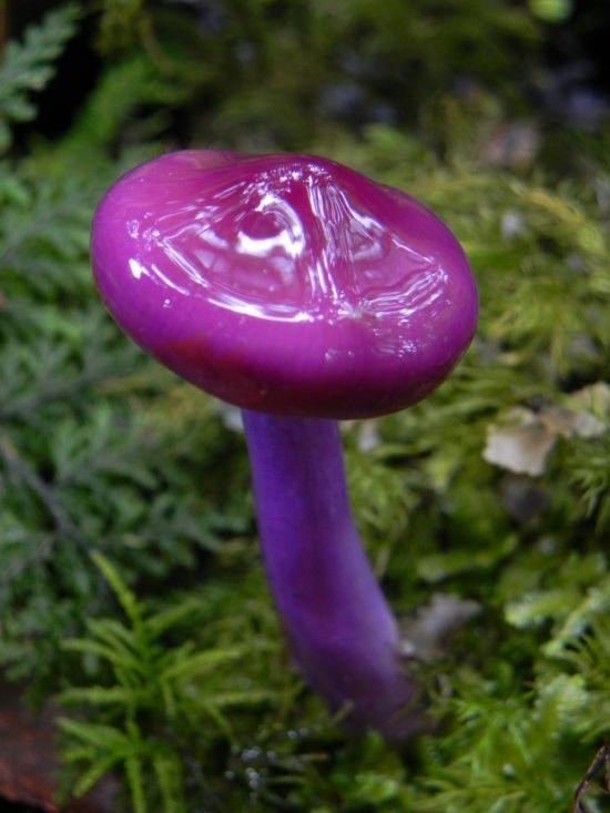 Зонтик фиолетовый гриб (51 фото)