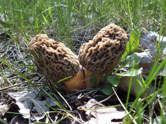 Весенние грибы сморчки и строчки (54 фото)