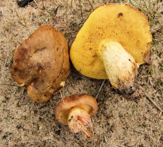 Губчатые грибы маслята (50 фото)